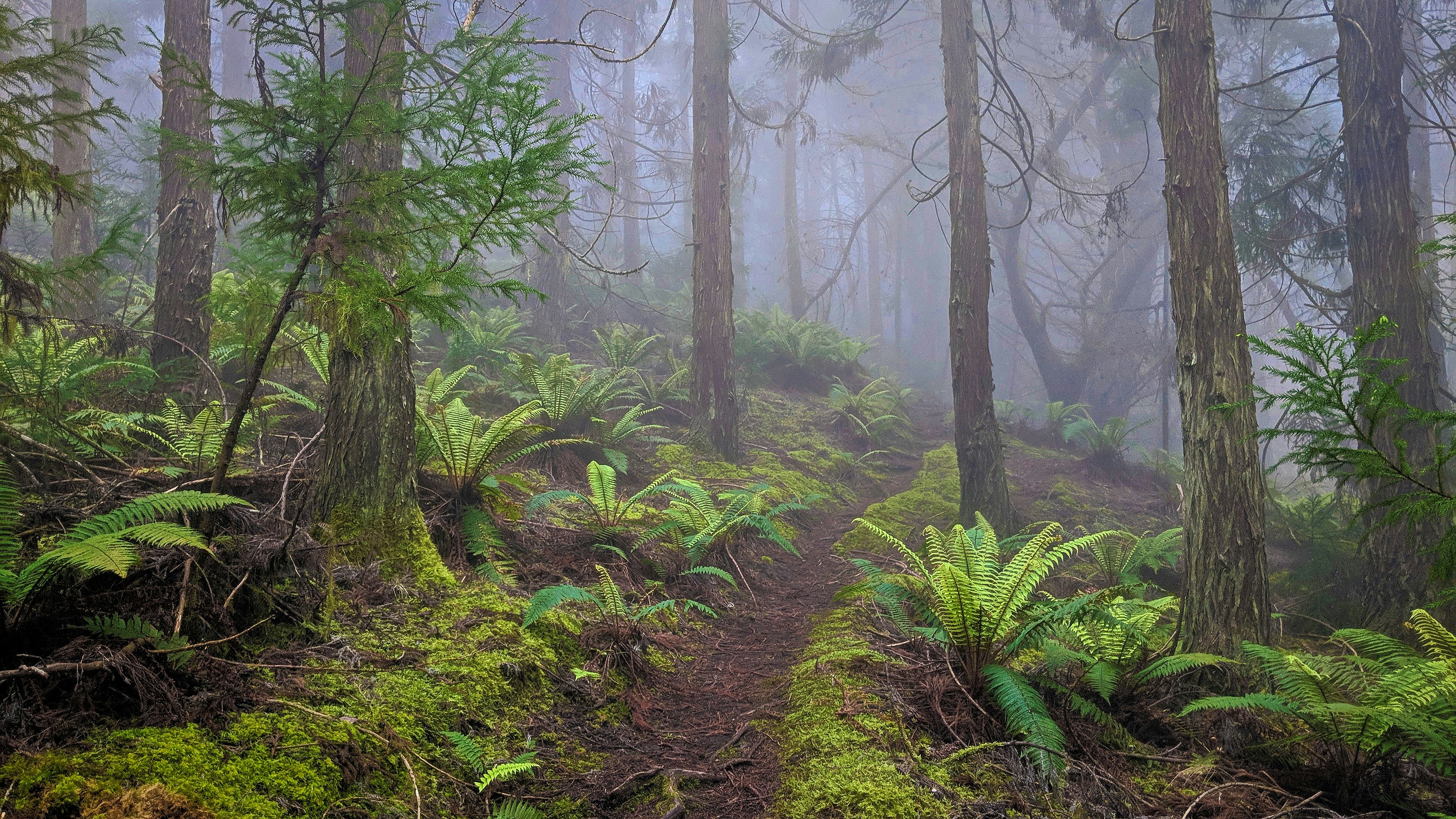 forest surrounded with fogs
