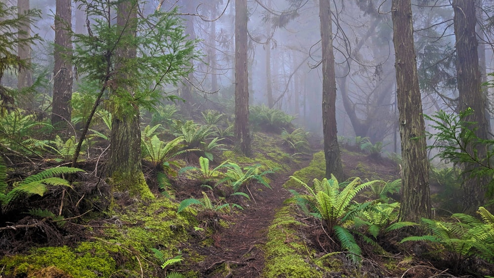 forest surrounded with fogs