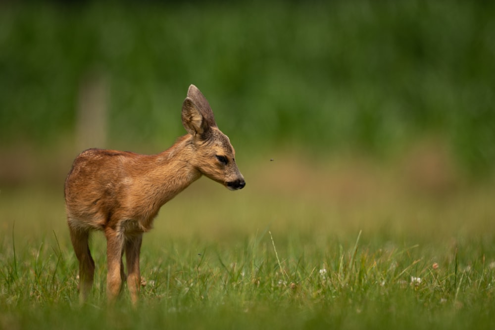 brown fawn during daytime selective focus photography