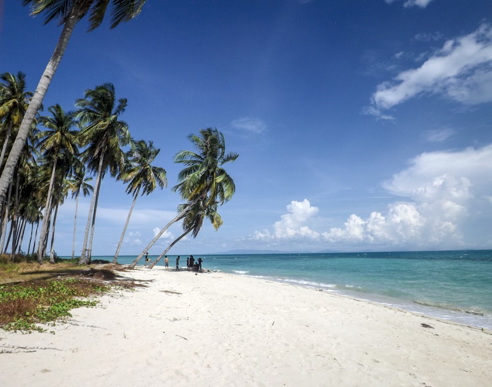 coconut trees on seashore