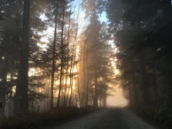 Path ascending through a misty forest with light breaking through the trees