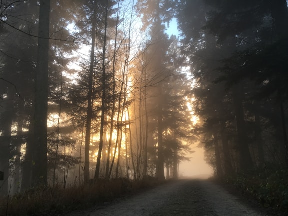 A misty forest at dawn with soft light filtering through the trees.