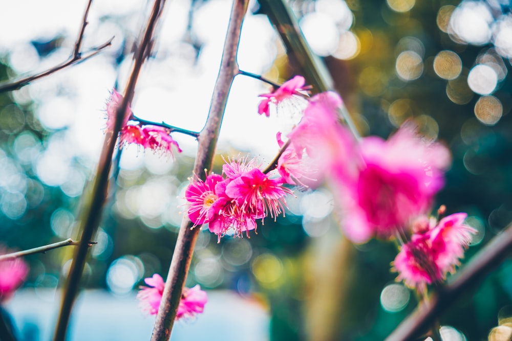 pink-petaled flowers