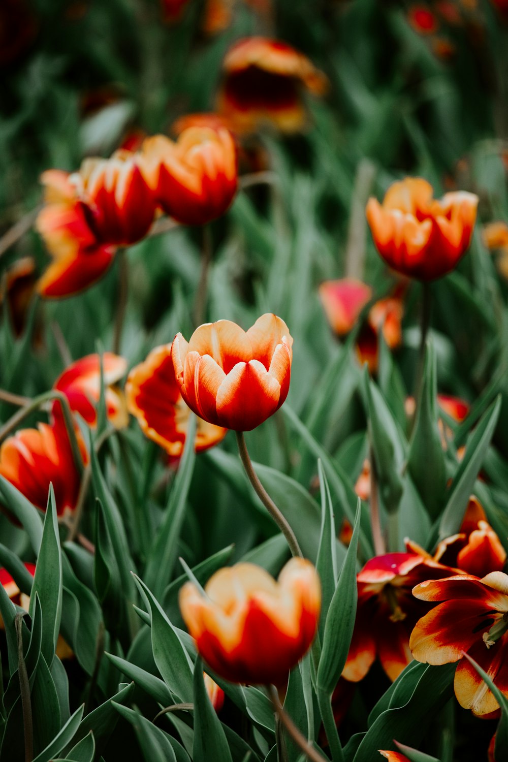 red tulips