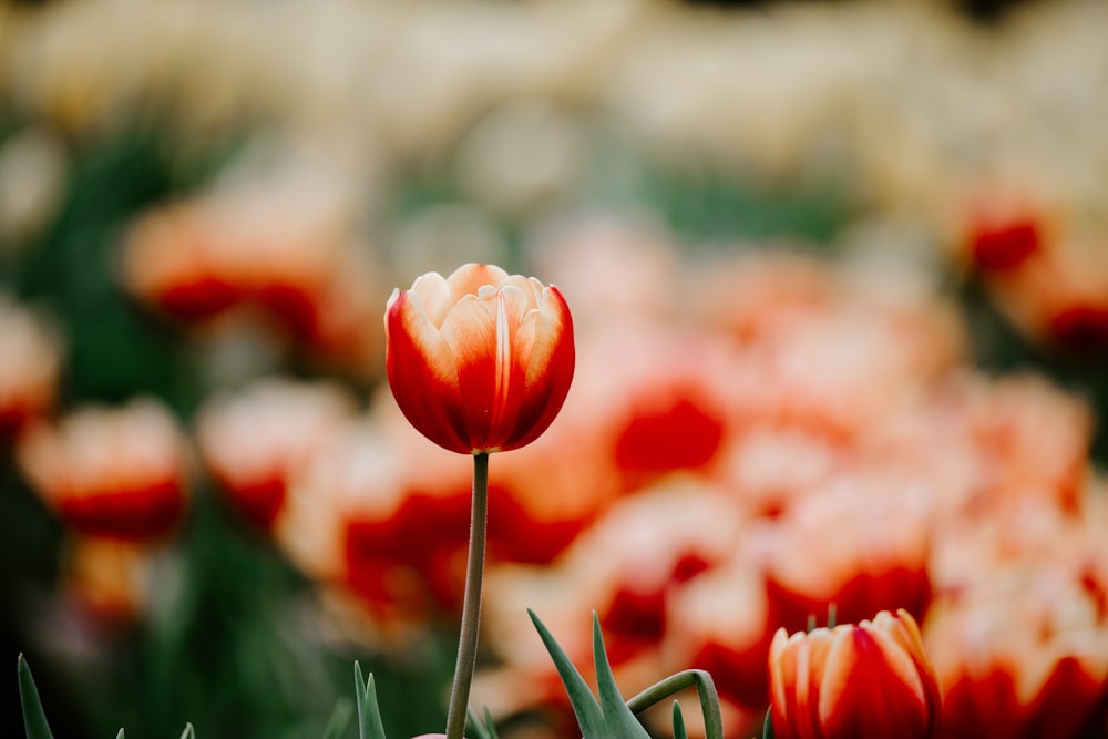 selective focus photography of red tulip flower