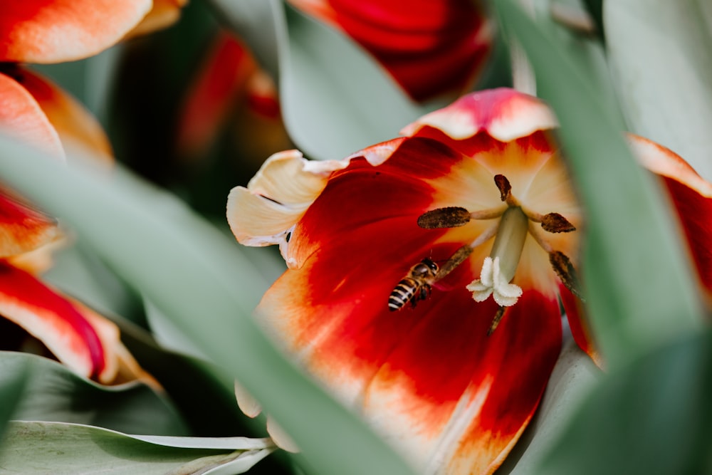 red petaled flower