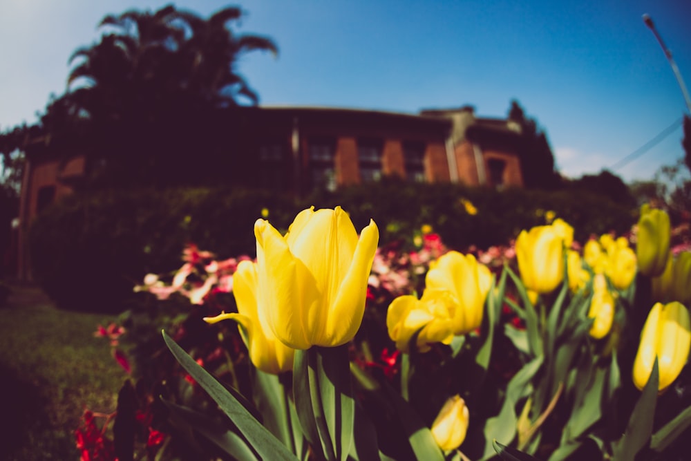 yellow Tulips flowers