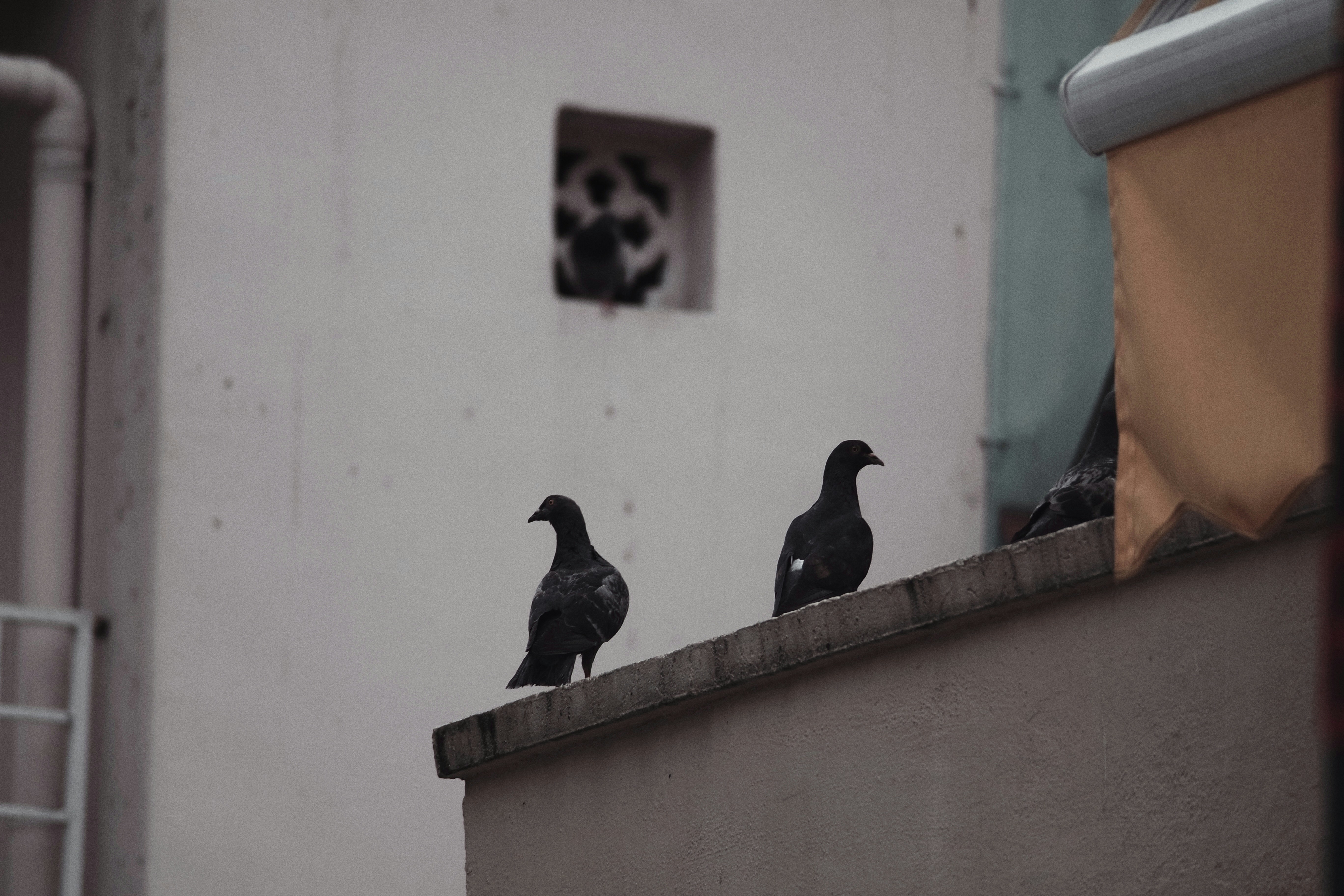 Urban Warfare and Pigeon Surveillance (image credits: unsplash)