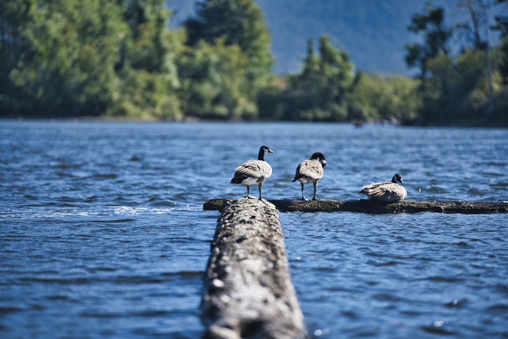 three duck on dock