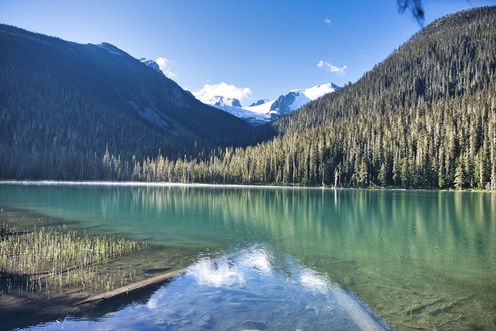 forest beside the lake during day