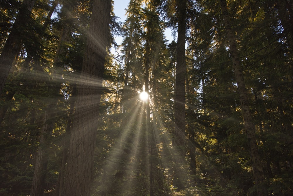 sunrays on trees