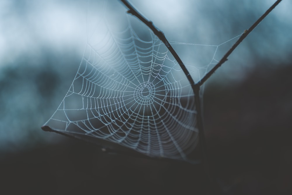 white cobweb