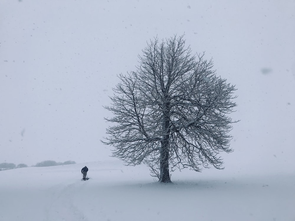 person standing beside tree during snow