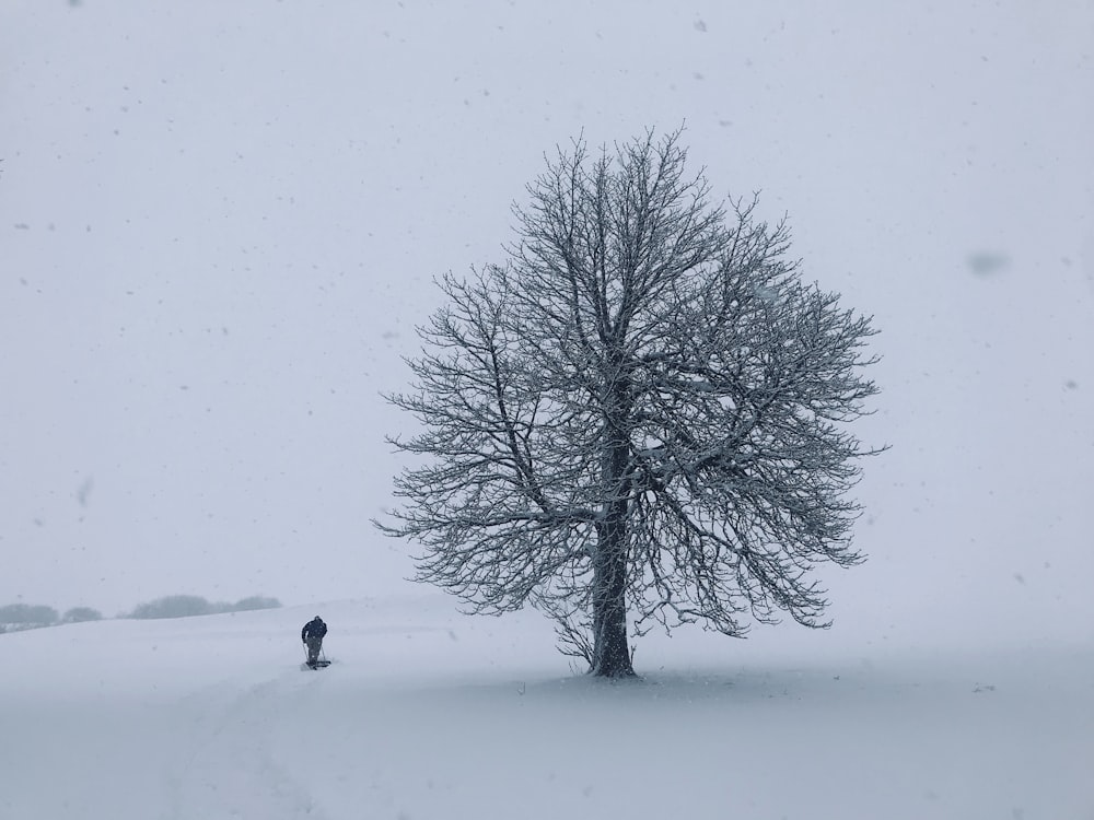 Persona in piedi accanto all'albero durante la neve