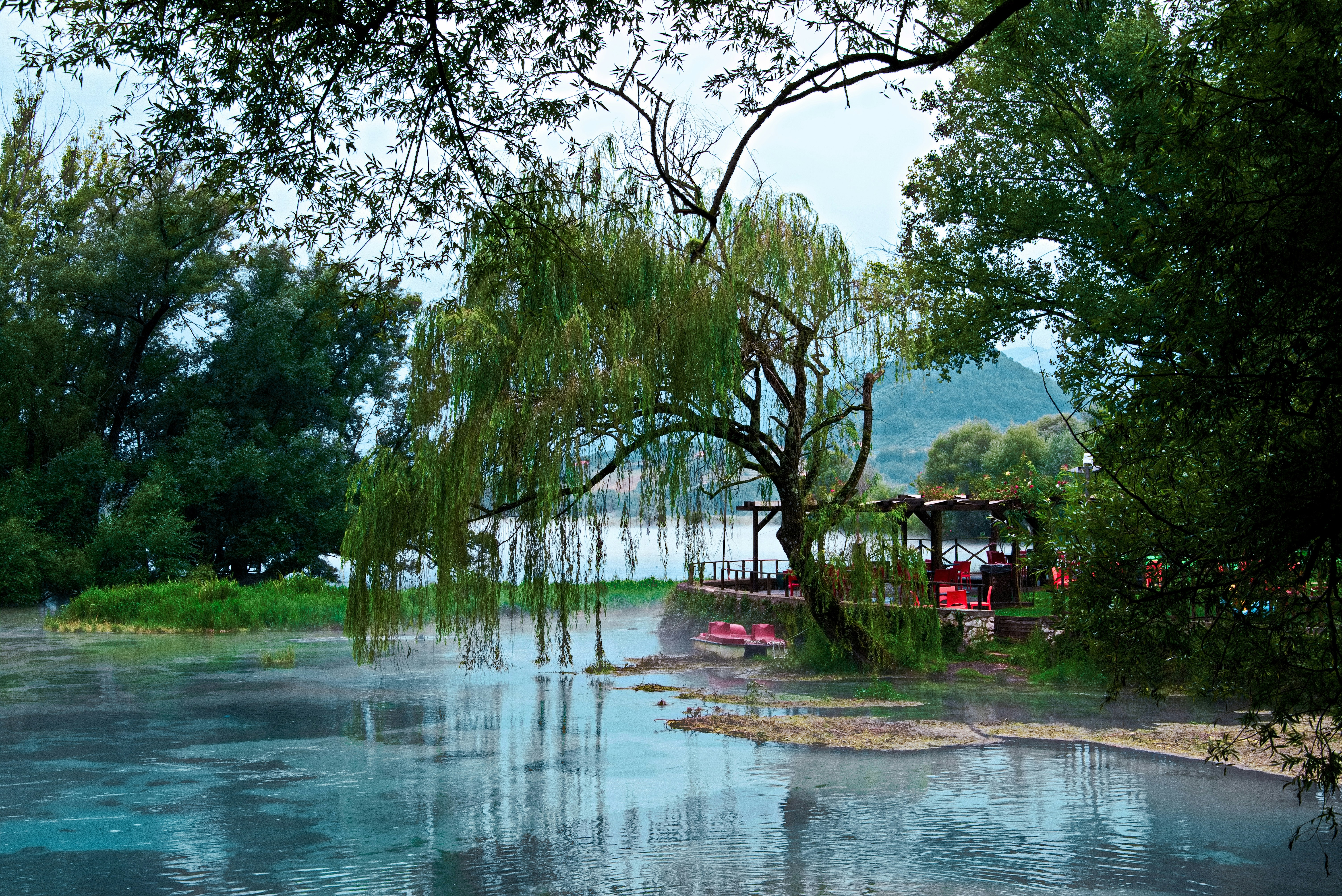 body of water beside trees