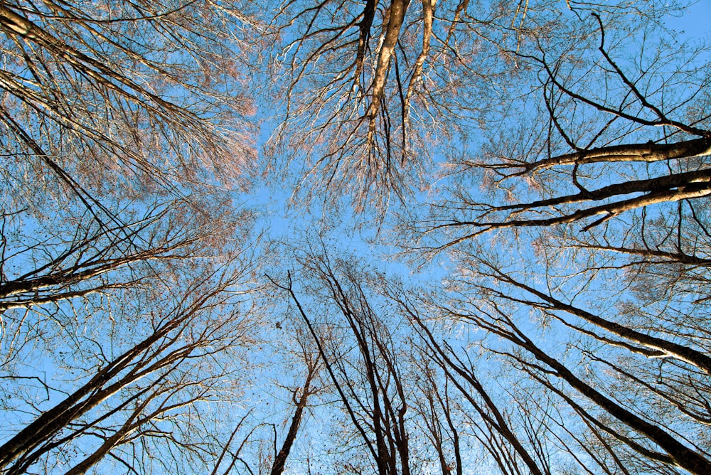 leafless tree