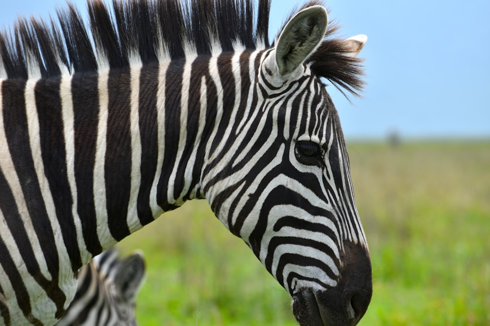 portrait of zebra