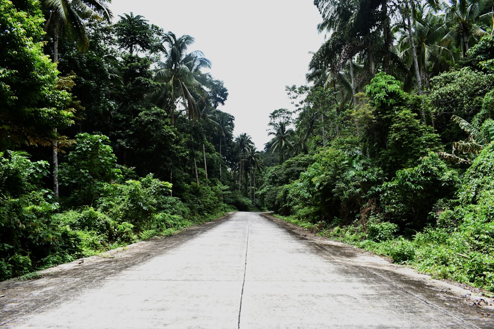 gray concrete road surrounded by trees