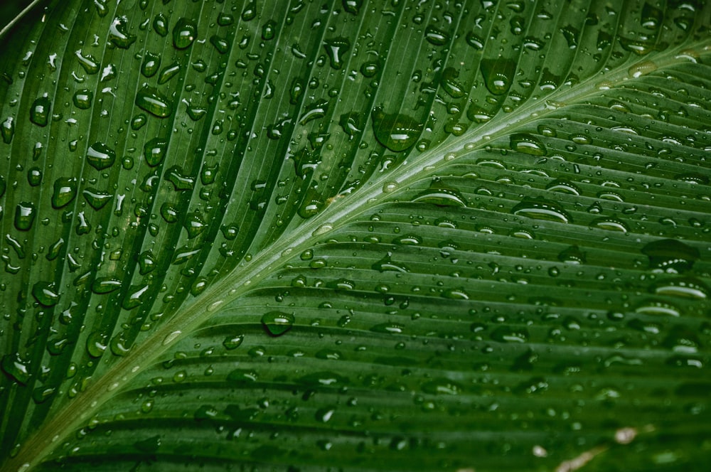 water drops on green