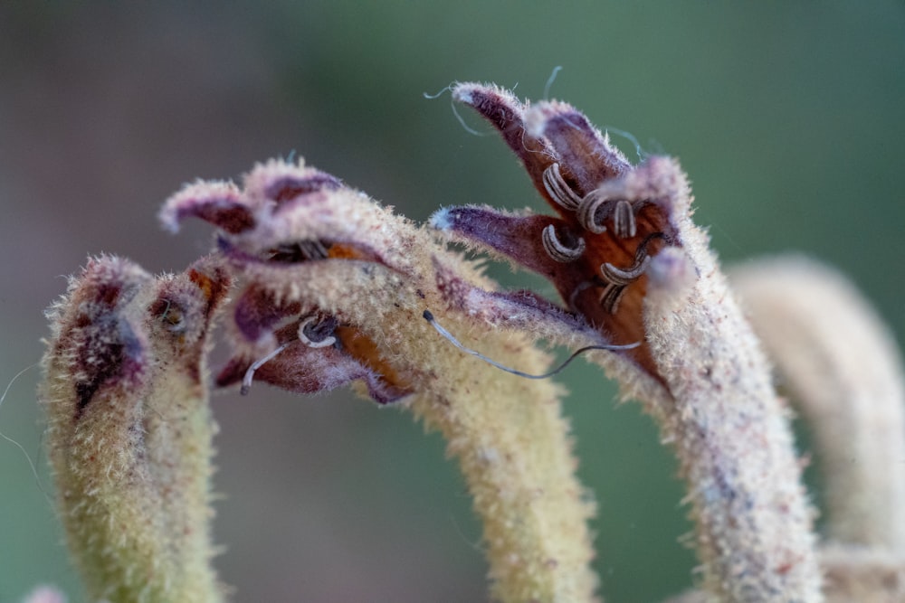 botão de flor marrom