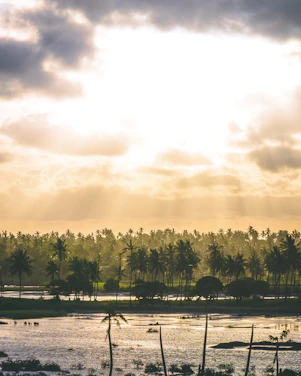A serene palm grove at sunrise with golden light filtering through the leaves.