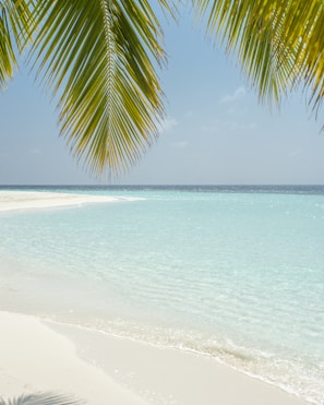 green coconut tree beside beach