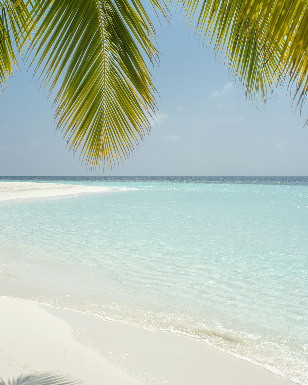 cocotier vert à côté de la plage