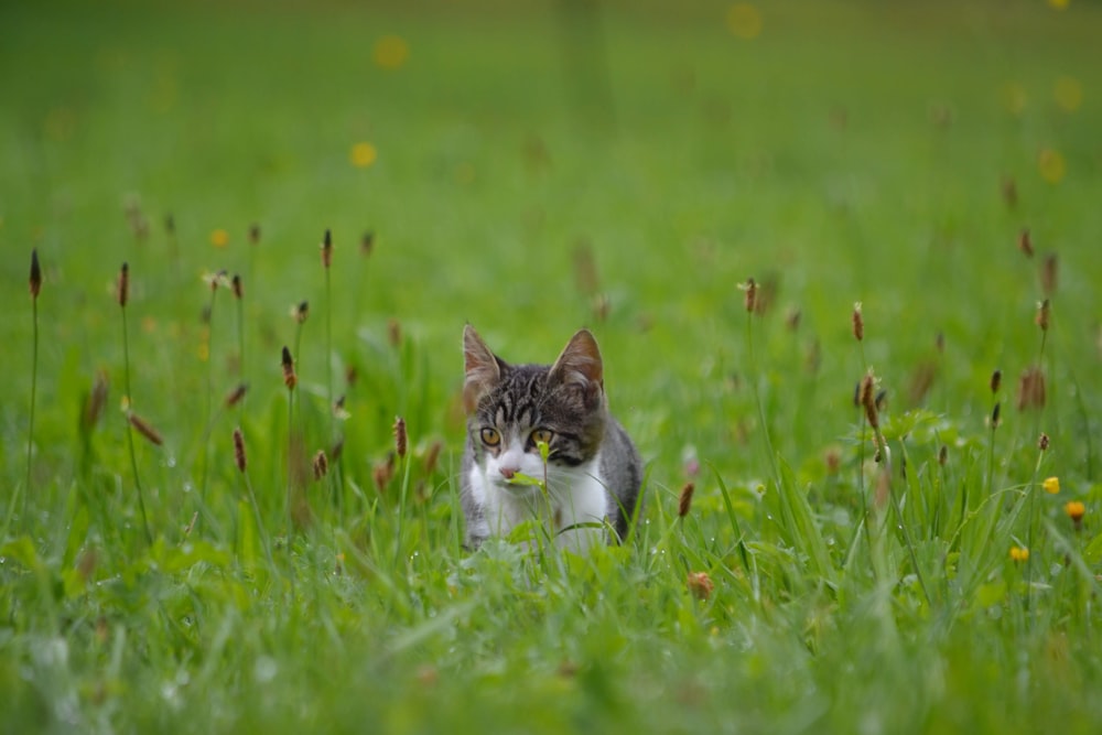 잔디밭에 은색 줄무늬 새끼 고양이