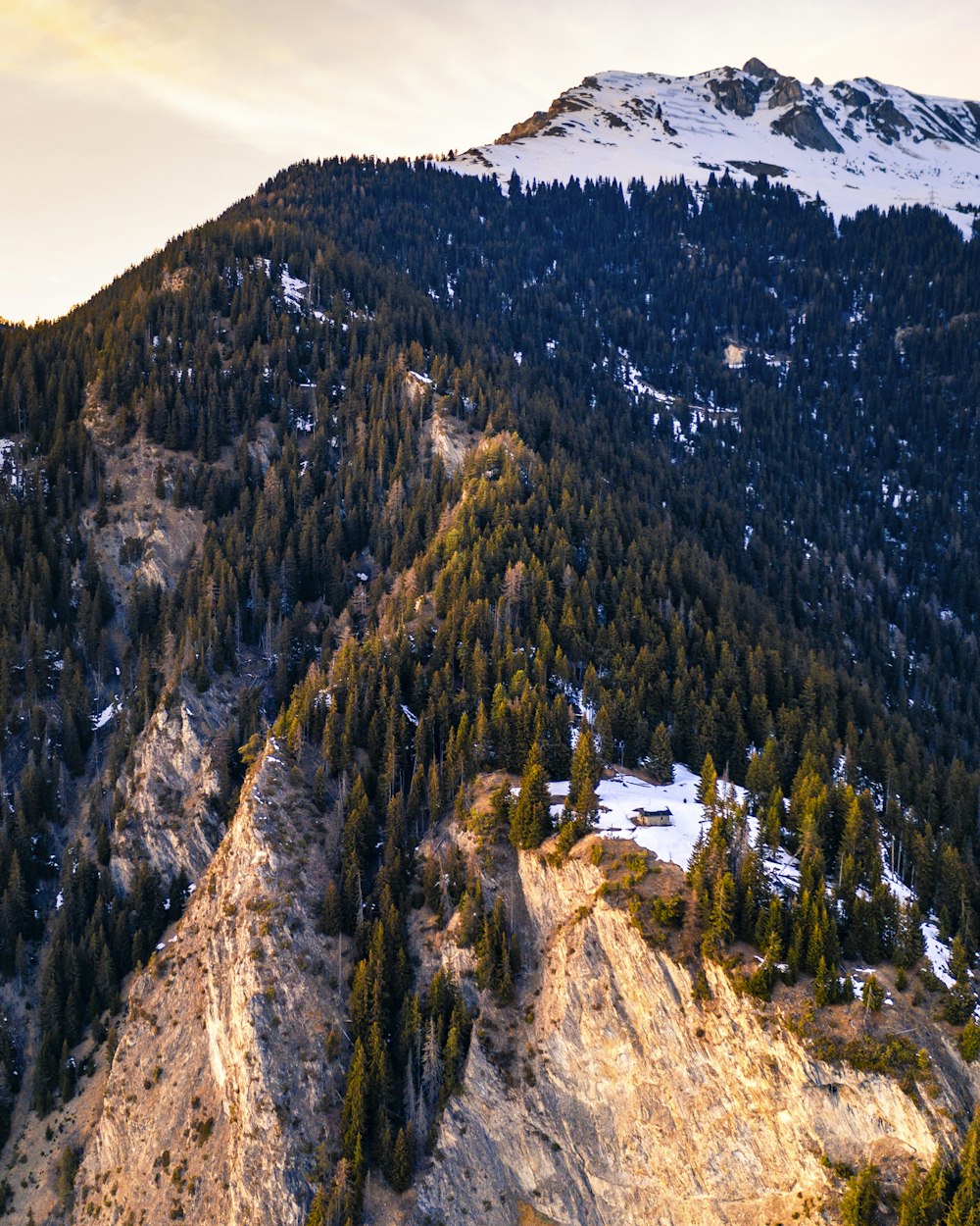 aerial photography of pine trees on mountain