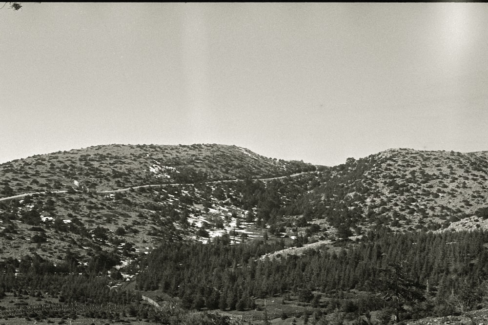 Photographie en niveaux de gris d’arbres sur la montagne