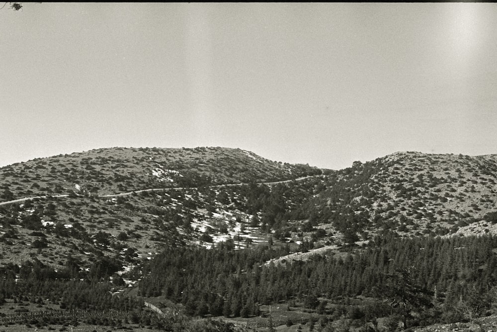 grayscale photography of trees on mountain