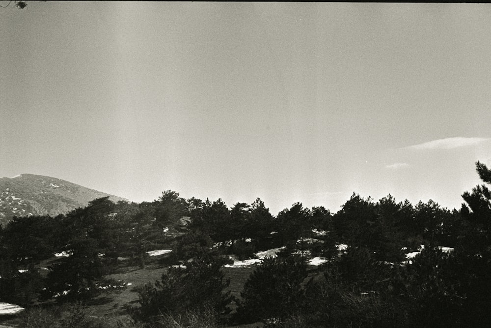 grayscale photo of trees