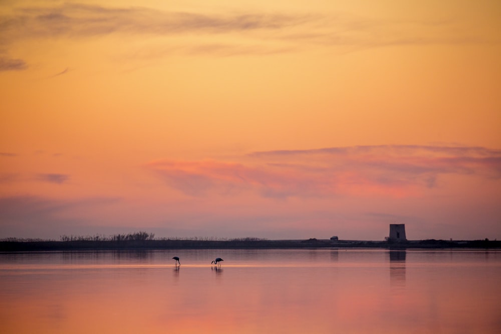 two birds on seashore across horizon