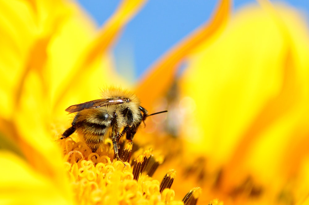 bee on flower