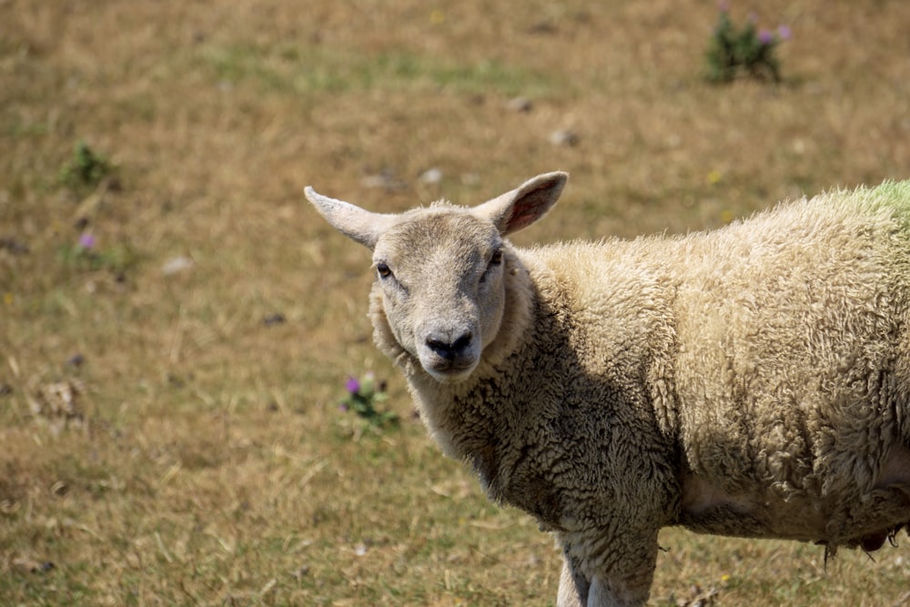 beige sheep walking on grass field
