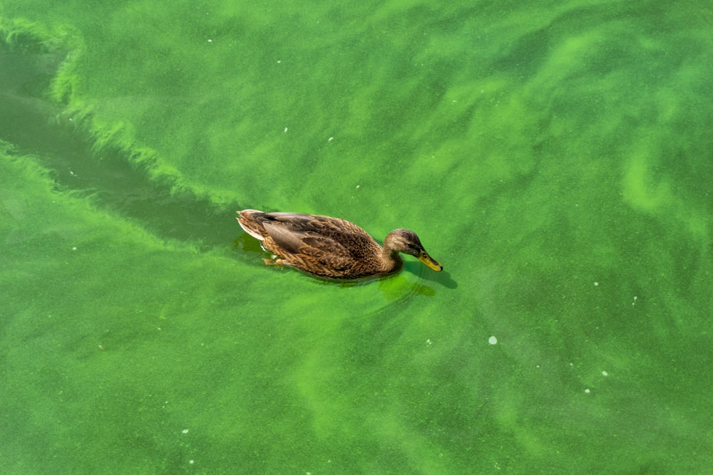brown mallard duck swimming on body of water