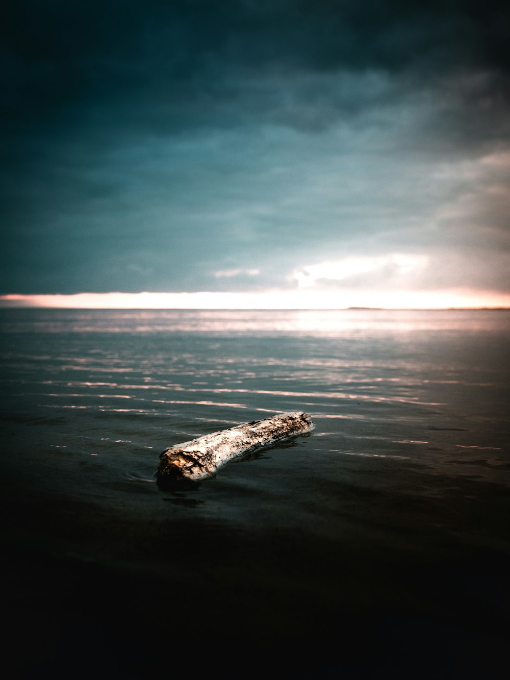 driftwood on sea