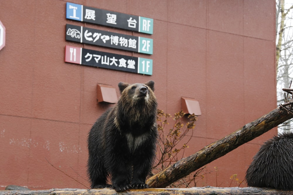brown bear across signboards