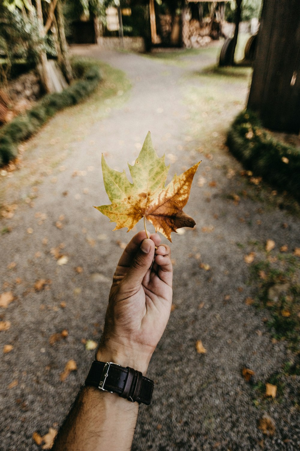 person holding brown and green maple leaf