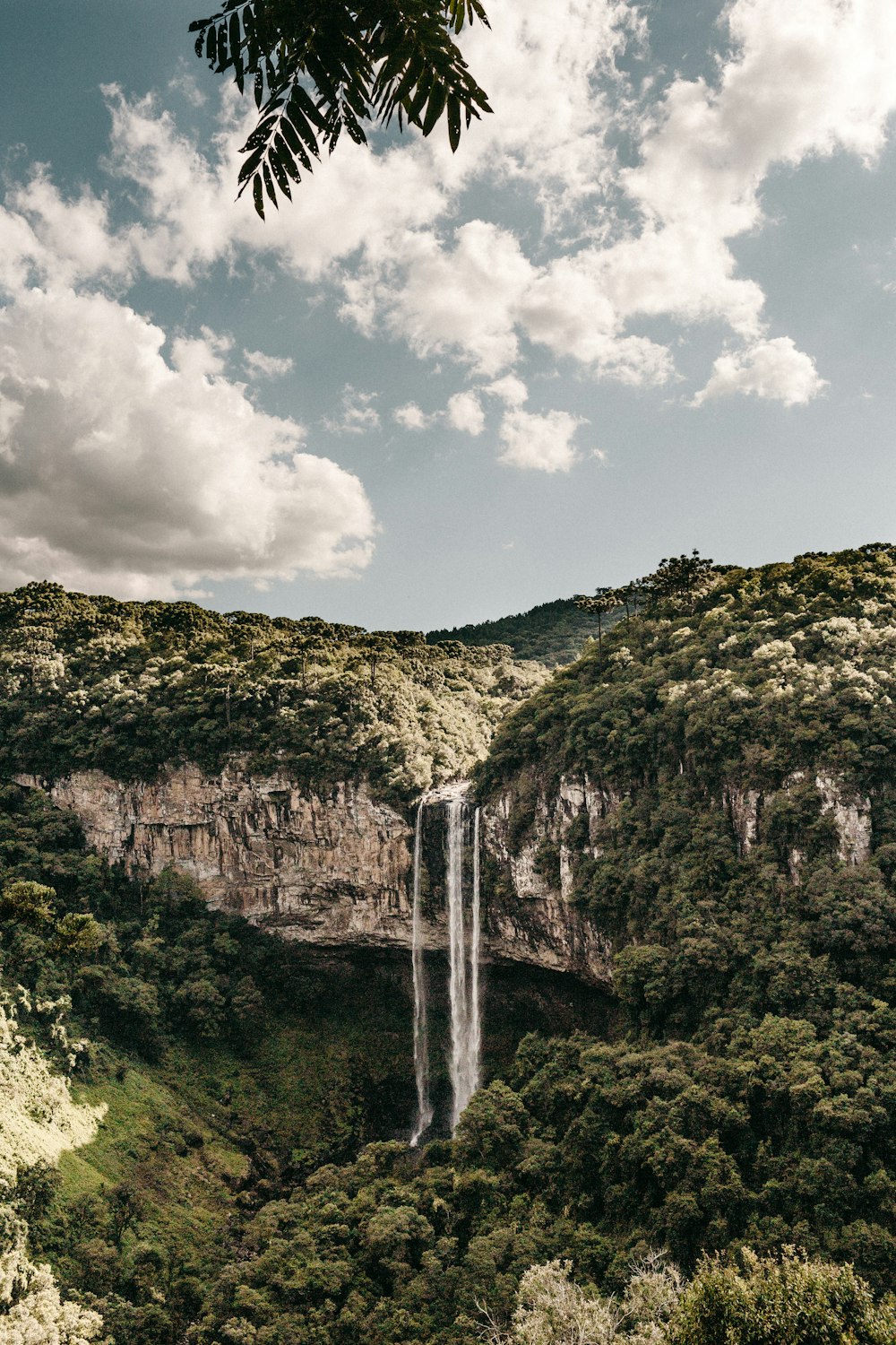 El agua cae junto a los árboles en la fotografía de naturaleza