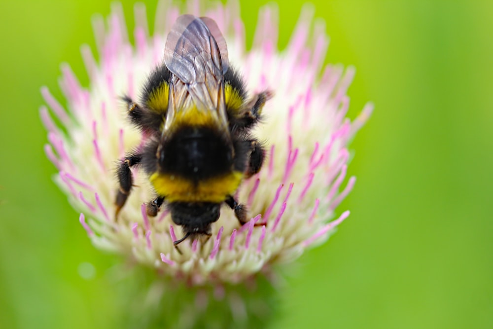 selective focus photography of yellow and black bee on pink flower