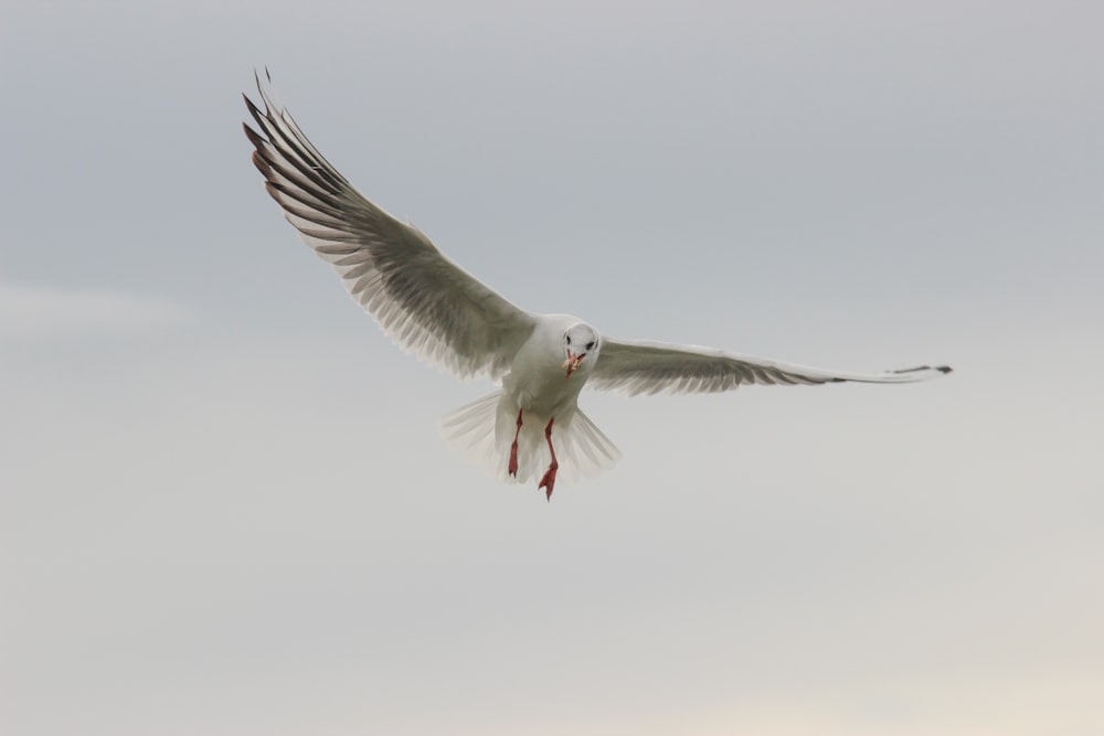 white bird gliding across clouds