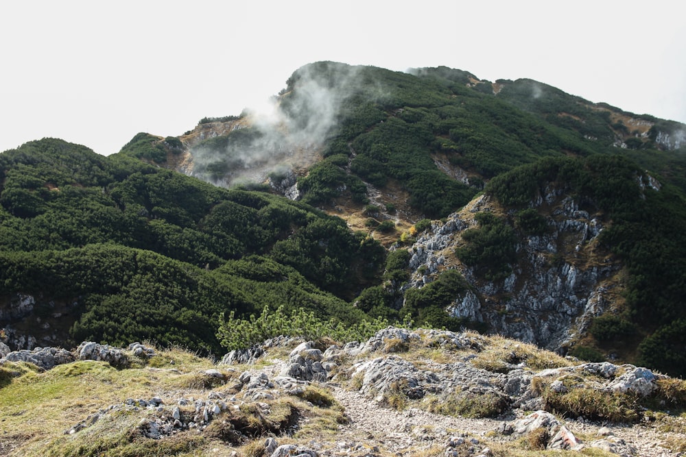 green tree covered mountain