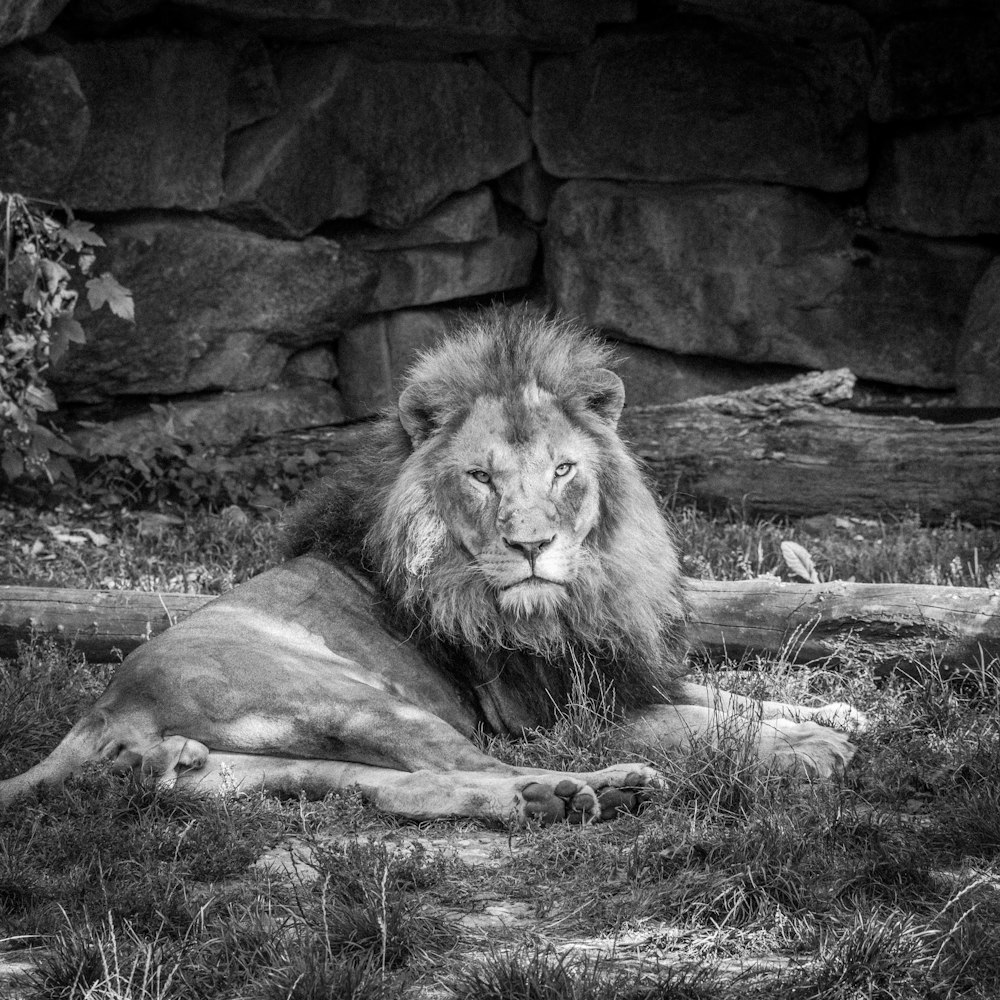 Photo en niveaux de gris de lion