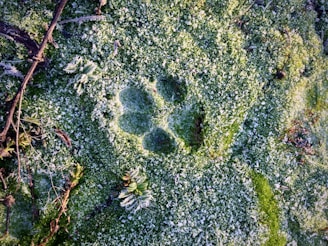 Close-up of a vibrant green slime with tiny pug paw prints embedded.