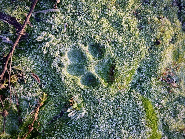 Close-up of a vibrant green slime with tiny pug paw prints embedded.