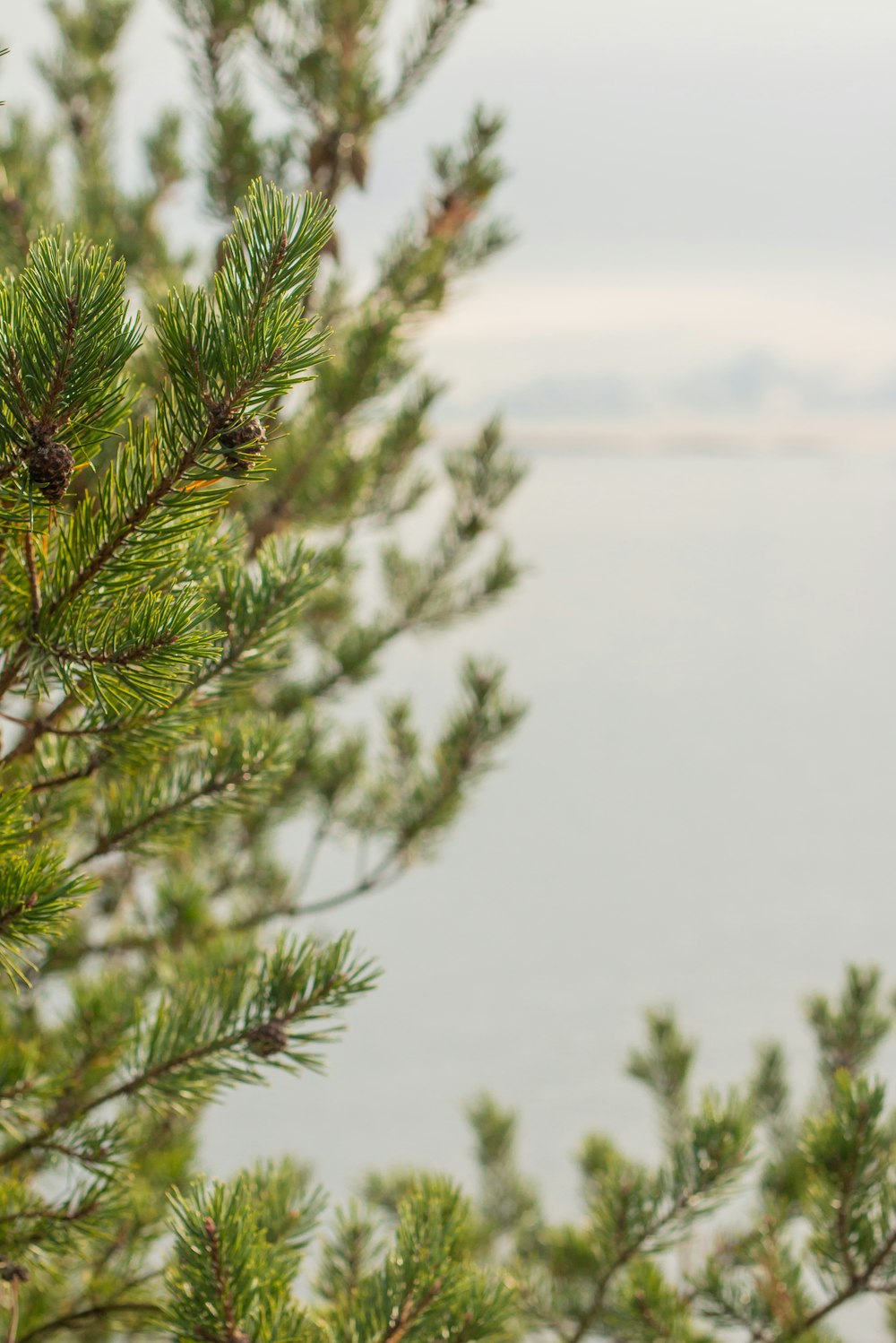 a close up of a pine tree with a body of water in the background