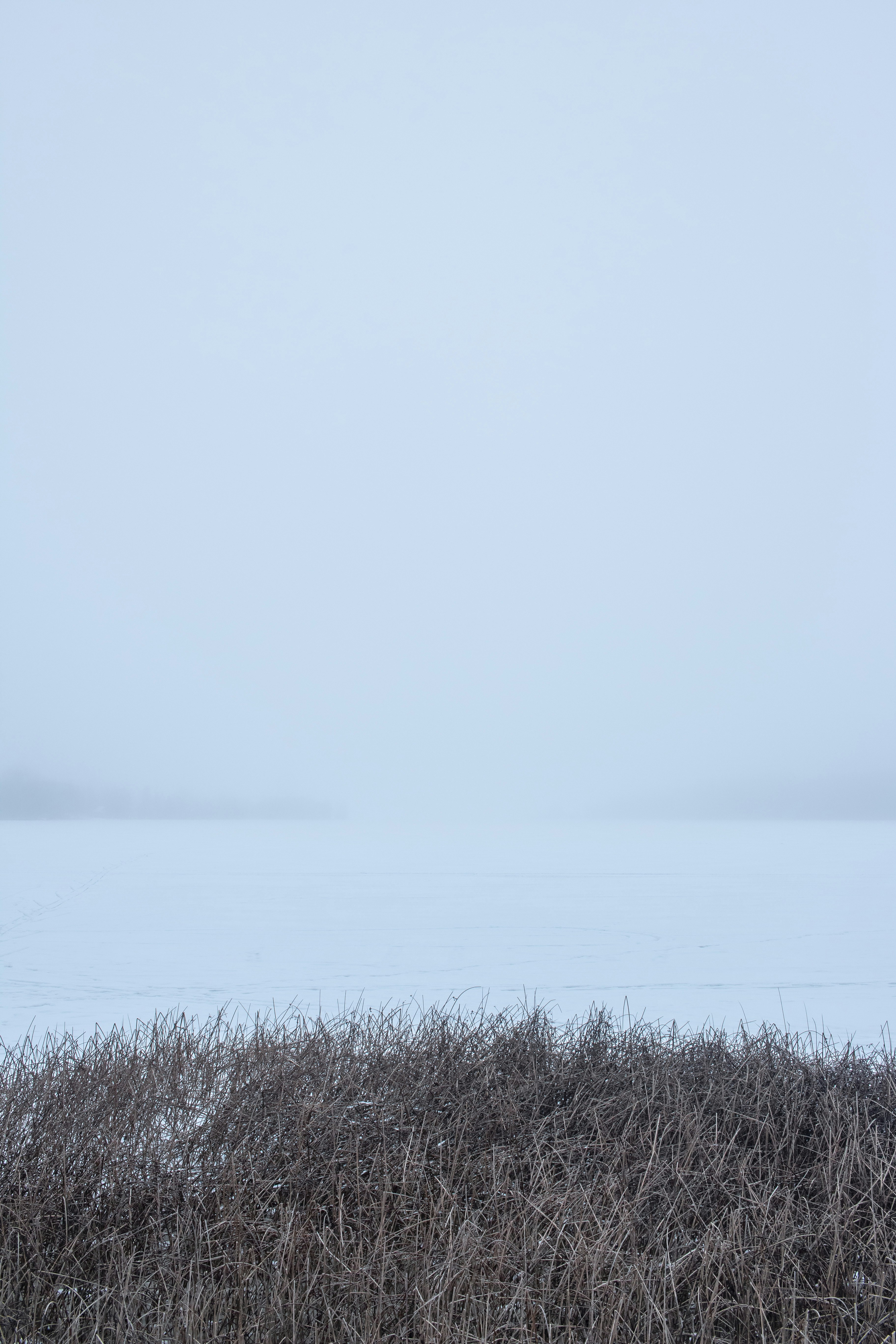 brown grass beside beach
