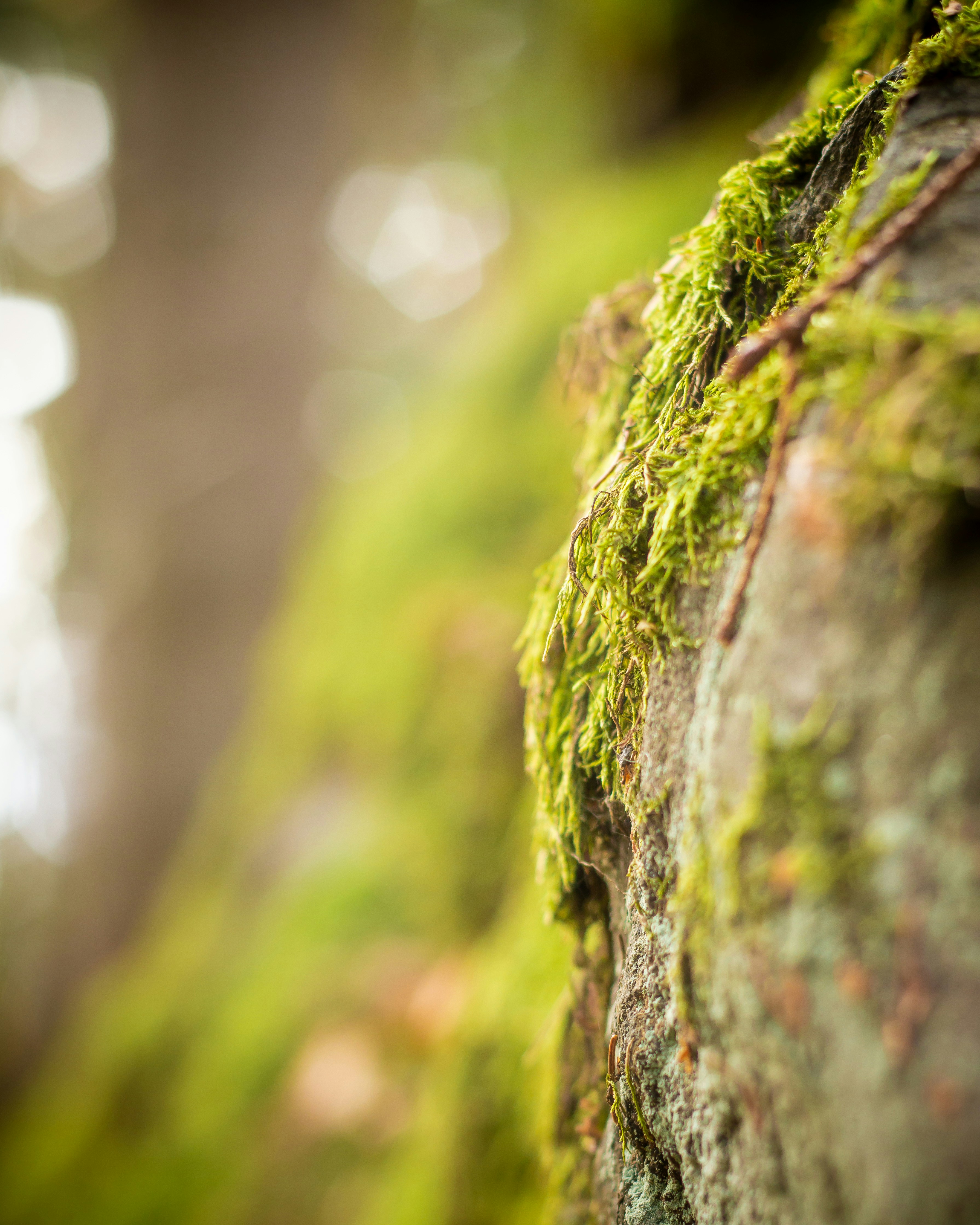 打造绿色未来，环保网站模板的创意设计与应用指南