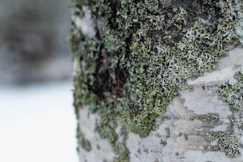 a close up of a tree with moss growing on it